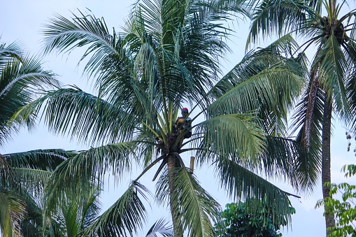 Magelang, Central Java, Indonesia - May 14, 2014: A farmer climb palm trees to find sap water in Magelang, Central Java.