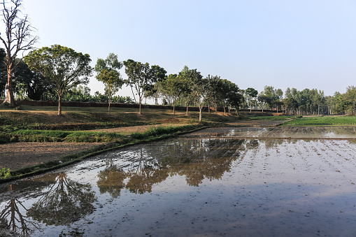 Landscape Scenery of Agriculture field in Bangladesh. A Traditional Rice farm during dry season