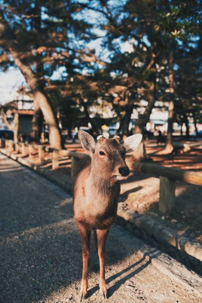 istock Deers in the wild at Nara Park 1219563672