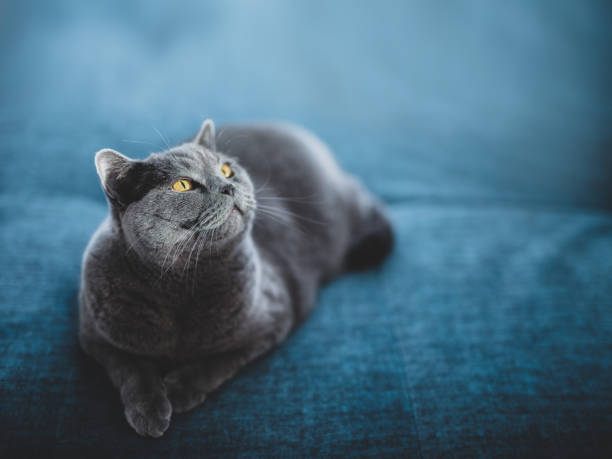 Noble cat lying on the sofa and looking up. British shorthair breed Noble cat lying on the sofa and looking up proudly. British shorthair breed british shorthair cat photos stock pictures, royalty-free photos & images