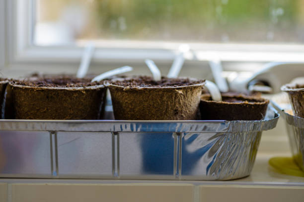 biodegradable seed pots under natural light with new plants next to window ready for new season home gardening.