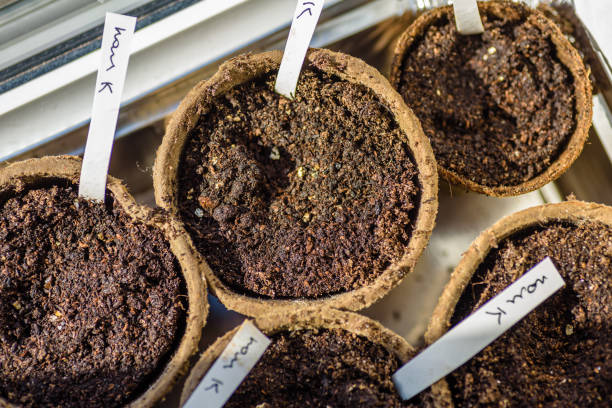 istock biodegradable seed pots under natural light with new plants next to window ready for new season home gardening 1219565854