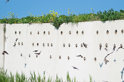 Man made wall with holes intended for nests of barn swallows. Barn swallows are swirling around the place.