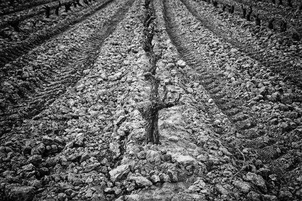 istock Vines of vineyards 1219566801