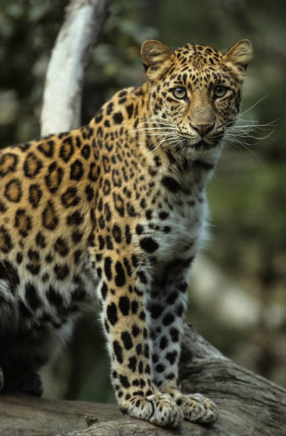 istock TOP CATS ASIA 1219566824