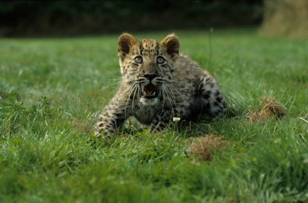istock TOP CATS ASIA 1219566826