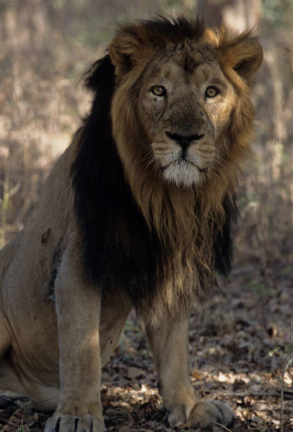 TOP CATS ASIA Asiatic Lion (Panthera leo persica), Gir National Park, Gujarat, India, male asian lion stock pictures, royalty-free photos & images