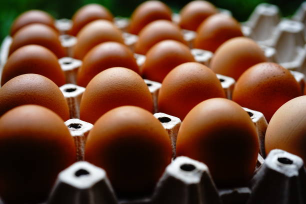 istock Cardboard tray filled with brown egg 1219567170