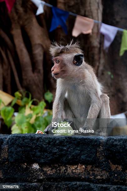 Kleine Affen Porträt Stockfoto und mehr Bilder von Affe - Affe, Beweglichkeit, Ernst