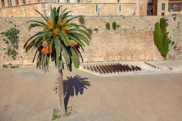 Palm tree crown on sunny blue sky background.