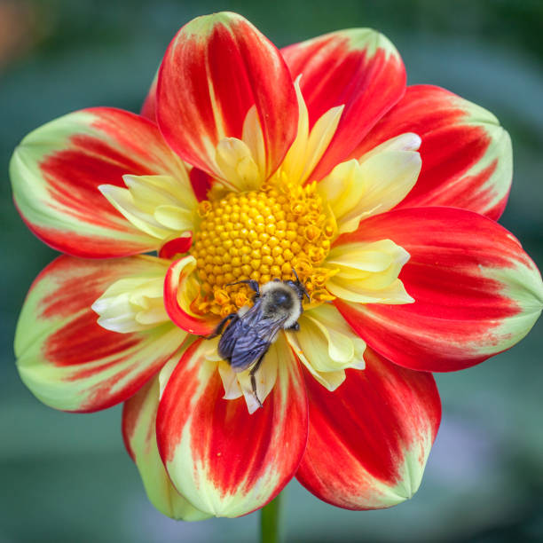 A bumblebee forages a dahlia.