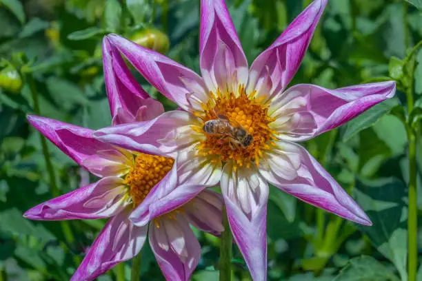 A bee forages a Dahlia "ReaAnn's Pollux"