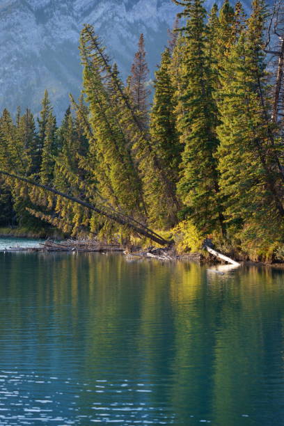 istock Rampart Ponds in Autumn on the Icefields Parkway Banff 1219570710