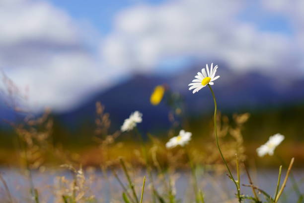 Chrysanthemum blooming in Banff National Park