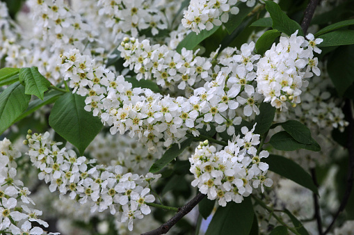 Prunus padus, known as bird cherry,  is a flowering plant in the rose family Rosaceae.