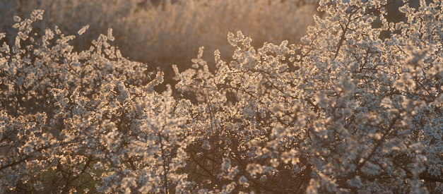 Beautiful defocused background from flowering branches of bushes backlit by the warm sun at sunset. Spring full bloom. Delicate white little flowers in the bluer. Cute and charming backdrop web banner