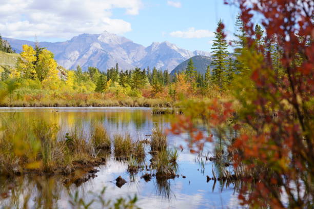 istock Autumn scenery in Banff National Park 1219570817