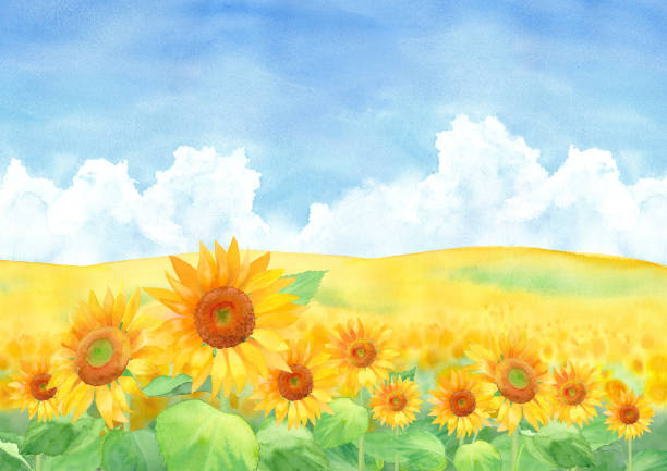 istock Sunflower field landscape with blue sky and clouds, watercolor illustration 1219570920
