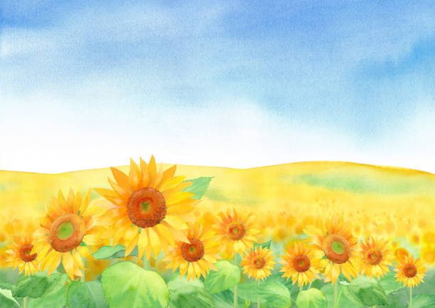 istock Sunflower field background with blue sky, watercolor illustration 1219570923