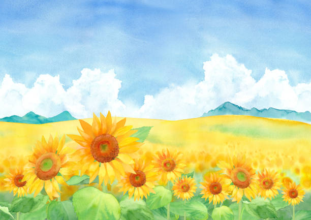 istock Sunflower field landscape with blue sky and clouds, watercolor illustration 1219570934