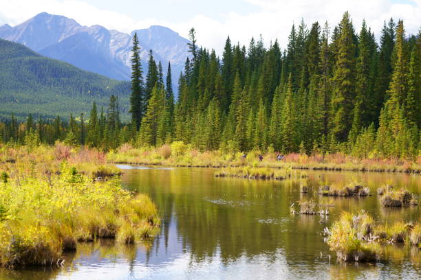 istock Autumn scenery in Banff National Park 1219570967