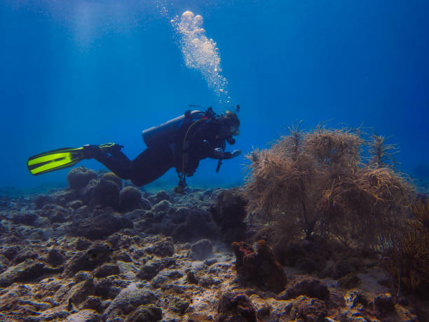istock Diver over stony ground with soft corals 1219571516