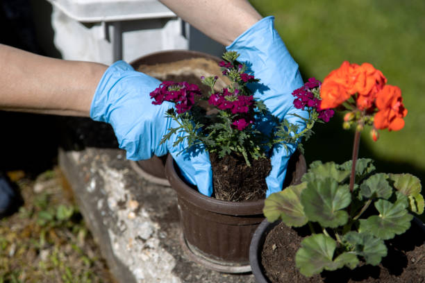 istock Spring,transplanting flowers in the domectic garden 1219572058