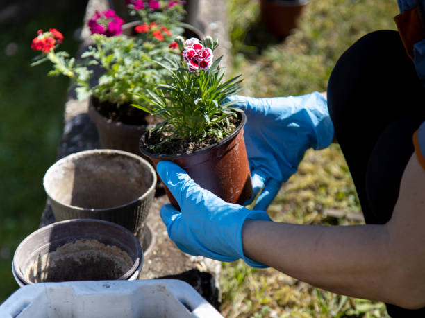 istock Spring,transplanting flowers in the domectic garden 1219572060