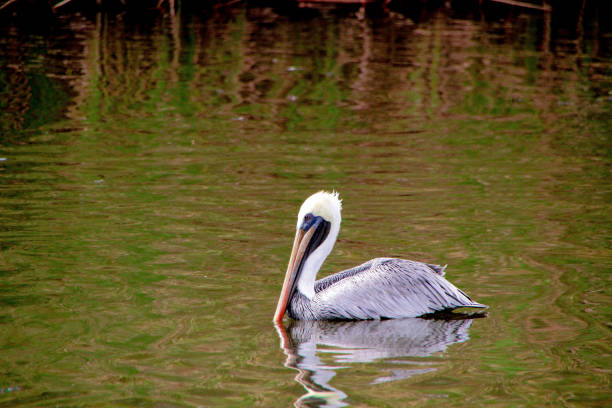 The Australian pelican (Pelecanus conspicillatus) is a large waterbird in the family Pelecanidae, widespread on the inland and coastal waters of Australia. Pelecaniformes. Northern Territory Wildlife Park