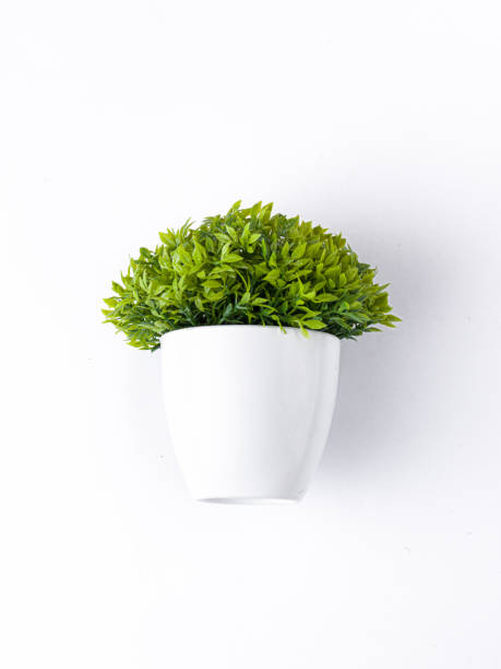 istock table plant isolated stock images. 1219572722