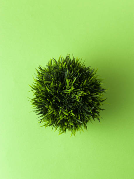 istock table plant isolated stock images. 1219572829