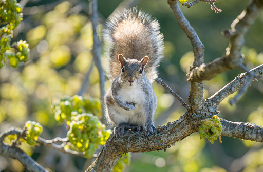 Squirrel in a Garry Oak tree