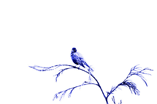Abstract computer altered bird on Cedar Branch, Monochrome