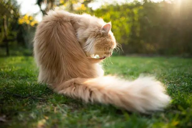 Photo of longhair cat grooming