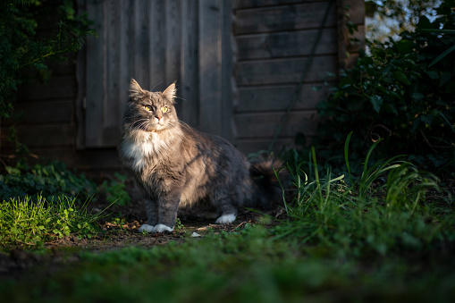 Blue tabby white maine coon cat standing in front of woooden shed in sunlight looking to the side