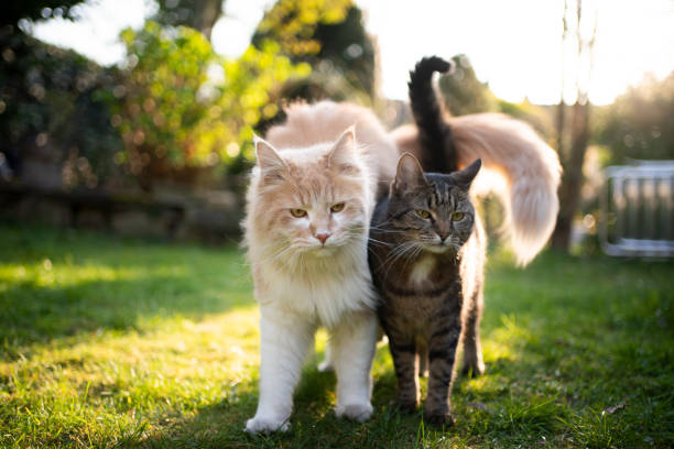 cat diversity two different cats standing side by side outdoors in the garden mixed breed cat stock pictures, royalty-free photos & images
