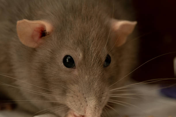 istock Cute brown pet rat close-up 1219576275
