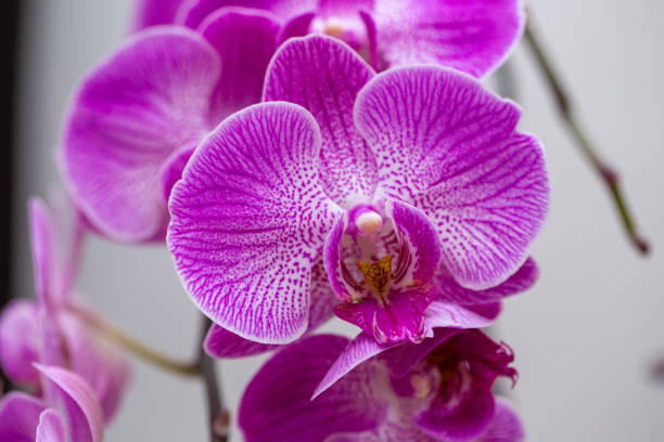 istock blooming pink orchid in the room 1219577093