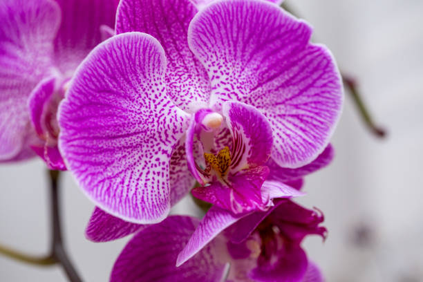 istock blooming pink orchid in the room 1219577134