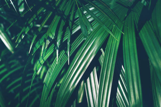 istock Fresh tropical rain forest green palm leaves background 1219577603