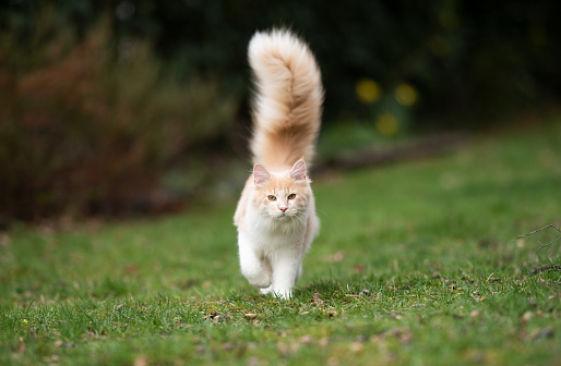 cream colored beige white maine coon cat with large fluffy tail walking on grass looking at camera