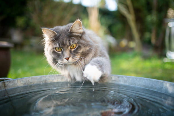 cat water Blue tabby white maine coon cat playing with water in metal bucket outdoors cat water stock pictures, royalty-free photos & images