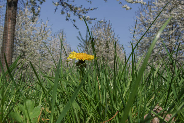 istock Dandelion in blossom orchard 1219580223