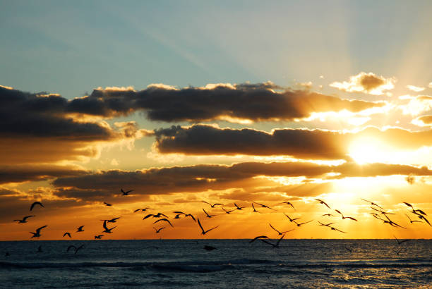 istock Seagulls take flight over the sea during sunrise 1219582889