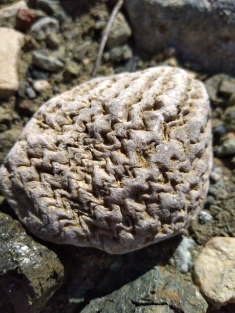 istock Million years old fossil 1219583215