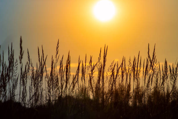 istock Grass on the sunset in the evening. Summer landscape. 1219583842