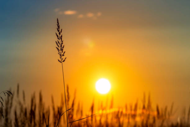 istock Grass on the sunset in the evening. Summer landscape. 1219584187