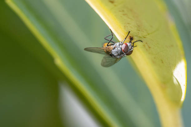 istock fly hangs from the bottom of a green leaf 1219584438