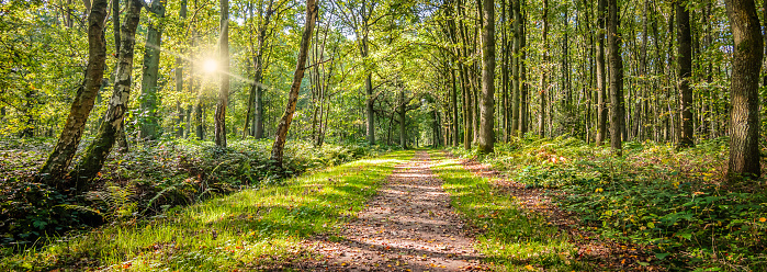 Beautiful belgian woodland with natural hiking path on a sunny summer day in Belgium. Green nature. Sun through the trees.