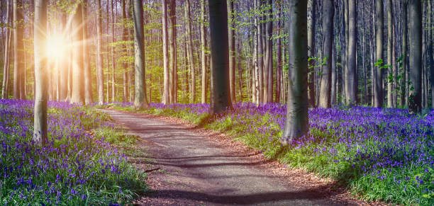 лесной ландшафт bluebells в бельгии. - forest of halle стоковые фото и изображения